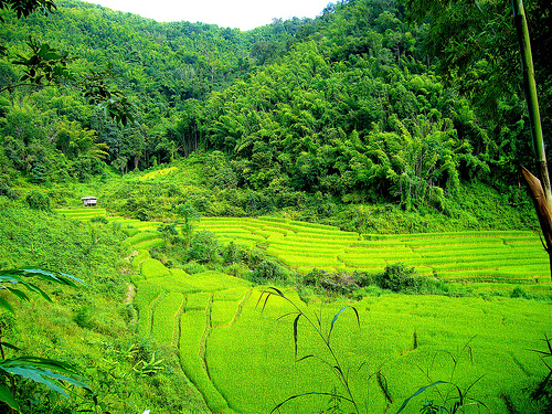 Chiang Mai rice fields